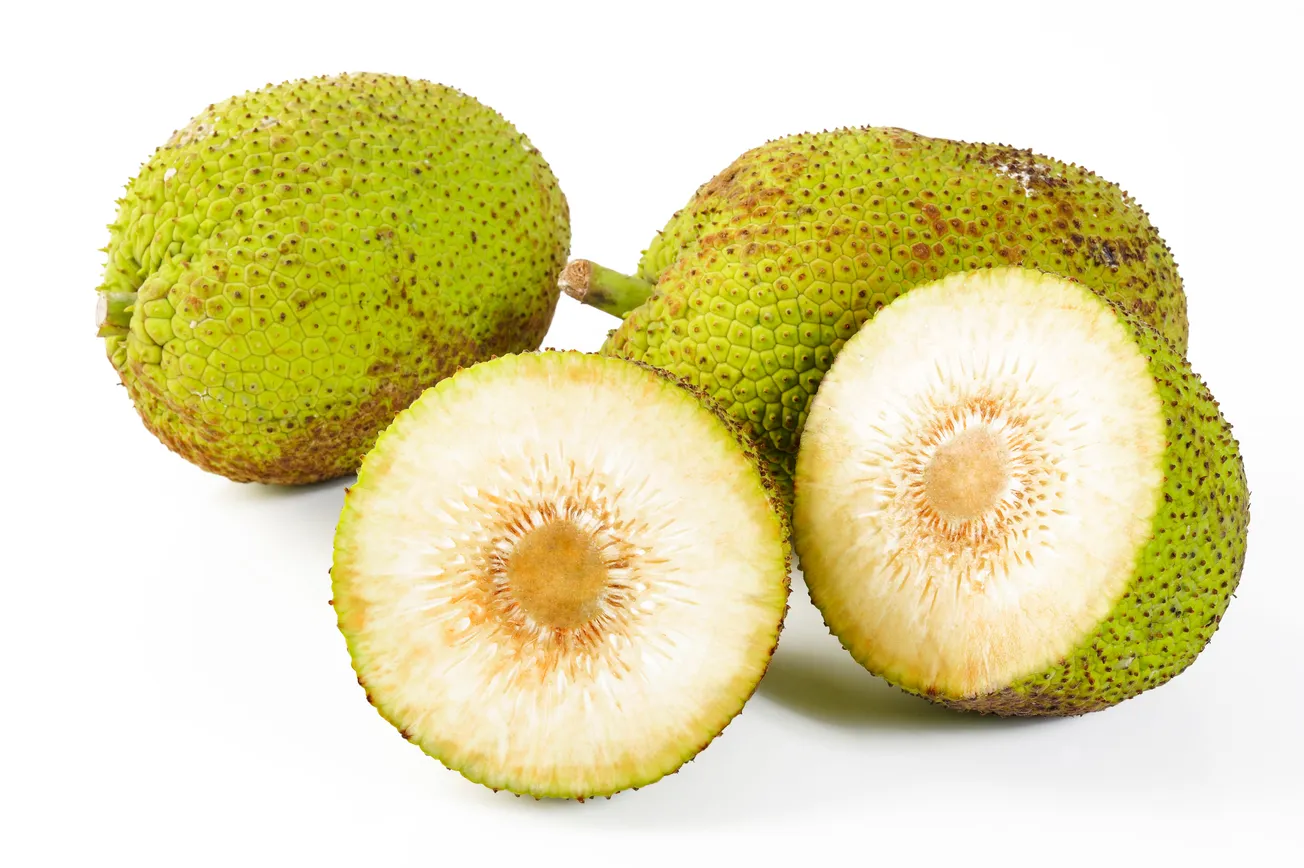 Breadfruit - Fruita de Pan