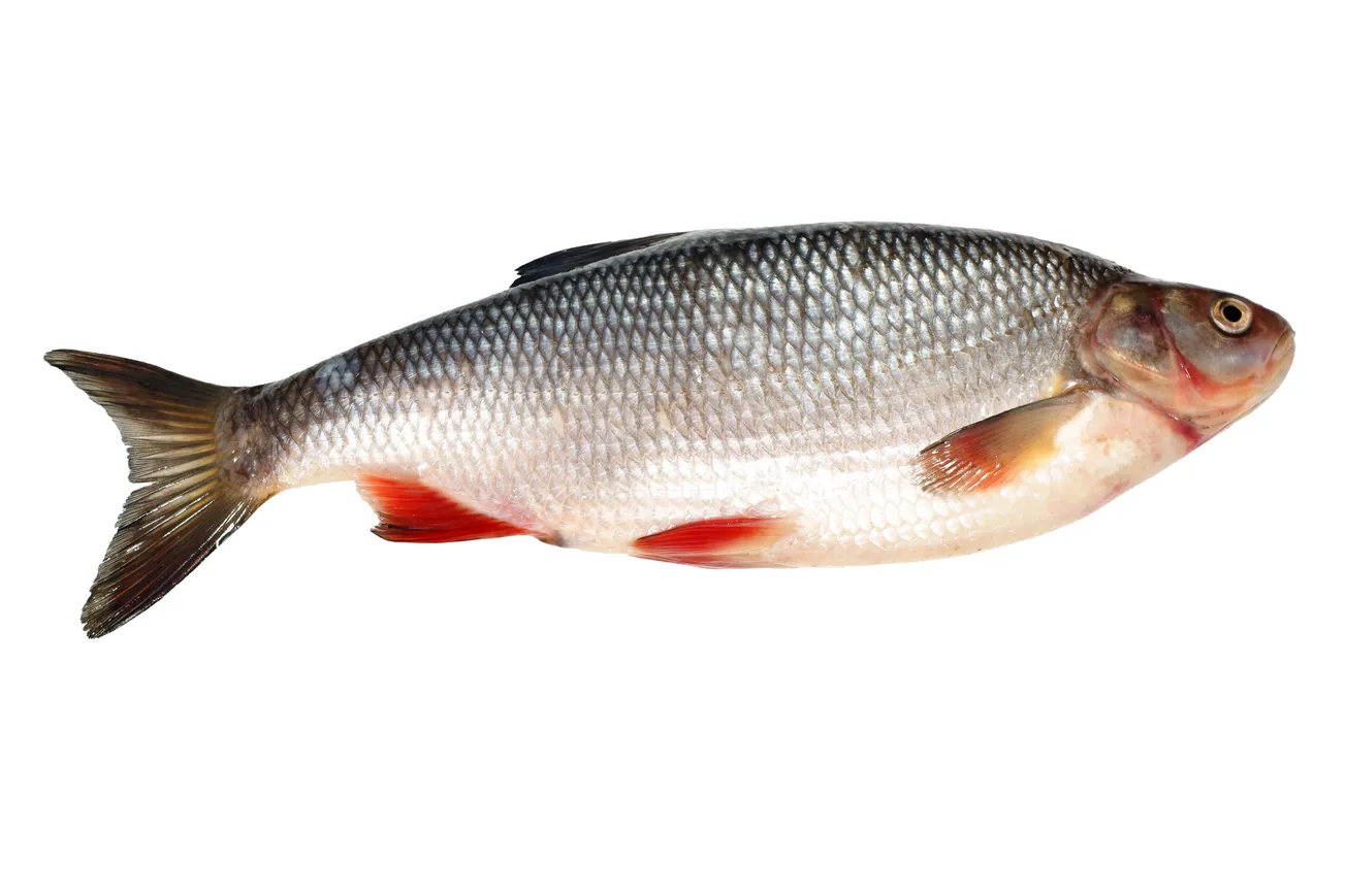 Pink Perch (Kilimeen / Sankara Meen / Threadfin Bream)