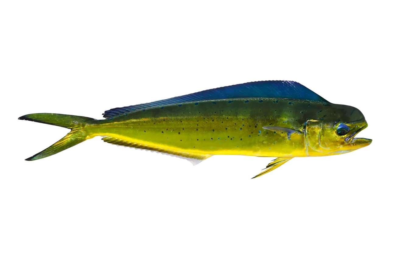 Mahi Mahi (Pulli Motha)